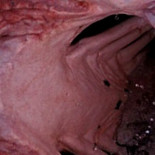 Misterio resuelto: este es el depredador que devoró al tiburón blanco