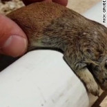Salva la vida de una ardilla haciéndole reanimación cardiopulmonar