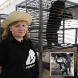 Las terribles "granjas" de bilis de oso chinas