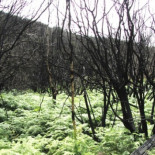 "La Gomera pudo arder de una punta a otra. Y puede volver a pasar"