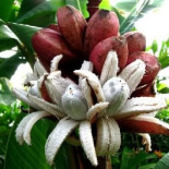 El oscuro pasado de los plátanos