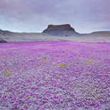 Cuando las condiciones son adecuadas los desiertos de Utah florecen
