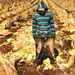 Miles de niños son explotados por las tabacaleras en Estados Unidos