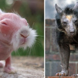 Estos quince animales lampiños son irreconocibles [eng]