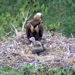 En directo la vida de dos buitres negros y su polluelo en un nido de Guadarrama