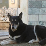 El perro "Capitán" ya lleva 7 años firme junto a la tumba de su amo