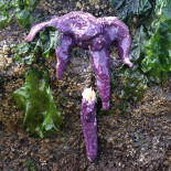 Millones de estrellas de mar mueren, y nadie sabe por qué [eng]