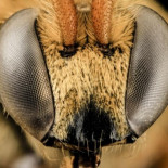 Abejas vistas de cerca... ¡Increíbles!