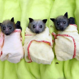 Tener un murciélago como mascota