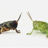 La destructiva doble vida del saltamontes
