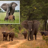 El elefante que piensa que es un búfalo