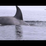 Estás grabando a las orcas cuando de repente...