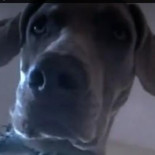 Hombre cabreado se enfrenta a la policia despues de que estos matasen a su perro