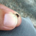 Tigatrapp: la aplicación para erradicar al mosquito tigre de toda España