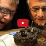 Así puede matar a un ser humano el pez más venenoso de la Tierra - Video