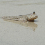 Unos creacionistas apalean a un pez que trataba de salir del agua