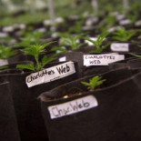 Charlotte´s Web: cuando tu hijo necesita cannabis para seguir viviendo