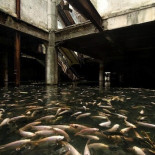 Miles de peces se apoderan de un centro comercial abandonado