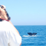 Vigilantes de cachalotes en el Estrecho