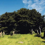 Descubren un viejo tejo anterior a las pirámides de Egipto