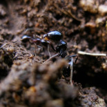 Conoce el sorprendente “círculo de hormigas mortal” y su explicación