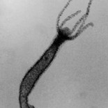 Esta hidra es casi imposible de matar