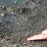 La rana: una nueva mascota