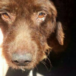 Una perrera de Los Barrios (Cádiz) sacrifica a un perro nada más llegar a pesar de la insistencia de su propietaria