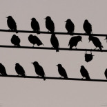 ¿Te electrocutarías si te colgaras con ambas manos de un cable de alta tensión?