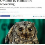 Sí, un periódico israelí publica una noticia sobre una lechuza herida por Hamas en Gaza [ENG]