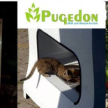 Una maquina que recicla y alimenta a perros abandonados triunfa en Turquía