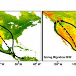 ¿Qué hago yo si papá viaja hacia el norte y mamá hacia el sur?