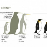 El pingüino de dos metros que un día vivió en la Antártida