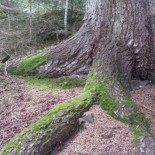 Autorizada la tala del bosque centenario de abetos del Parque Natural Cadí-Moixeró