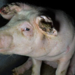 Granjas alemanas con "sello de calidad", desenmascaradas por maltrato animal