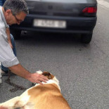Vecinos de El Entrego impiden la muerte de un mastín atado y arrastrado por un coche