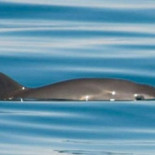 La medicina alternativa y el voraz apetito en China provocan tres extinciones en cadena