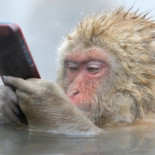 Los finalistas del wildlife photographer of the year competition 2014, te dejarán con ganas de más [eng]