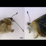 Estudios en Fukushima revelan el temible legado de las fugas de radiación [eng]