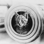 Estos fueron los valientes gatos que sirvieron en la Primera Guerra Mundial