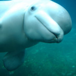 Por qué este vídeo de una beluga jugando con niños es en realidad muy triste [EN - traducción en comentarios]
