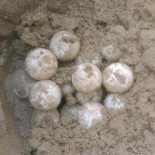 Una tortuga boba pone 89 huevos en una playa urbana de Tarragona