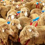 Los perros pastor utilizan dos sencillas reglas para manejar a sus rebaños