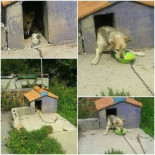 Un perro fallece por inanición después de pasar toda su vida atado a una cadena