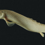 Experimentos con el pez que 'aprende' a caminar