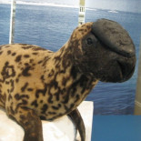 20 Animales rarísimos que es muy probable que se extingan antes de que mueras