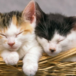 Banco ruso ofrece gatos a clientes de hipotecas [ENG]