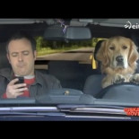 Vaya Semanita - Perros lazarillo, para usuarios de smartphone