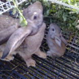 Alcobendas mata a palos patos y conejos de sus parques