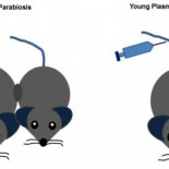¿Quién quiere vivir para siempre?